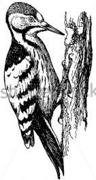 bird-white-backed-woodpecker
